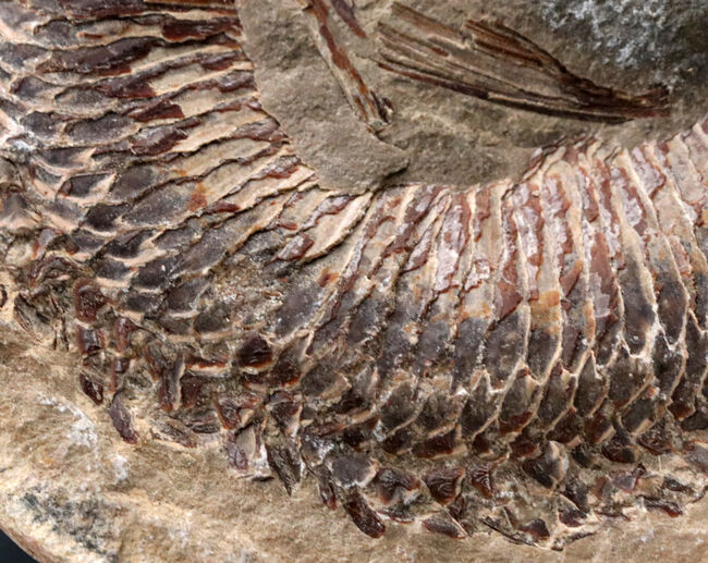 必見、鱗の保存状態！ネガ・ポジ揃った白亜紀ブラジル産の古代魚、ヴィンクティフェル（Vinctifer）の化石（その8）