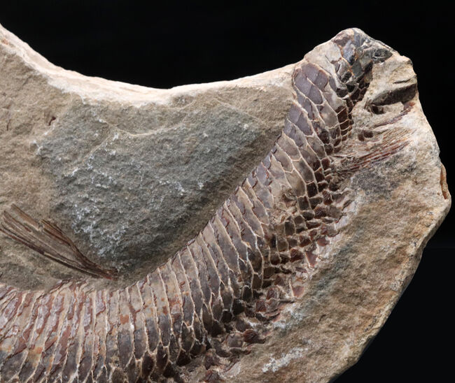 必見、鱗の保存状態!ネガ・ポジ揃った白亜紀ブラジル産の古代魚、ヴィンクティフェル(Vinctifer)の化石(その9)