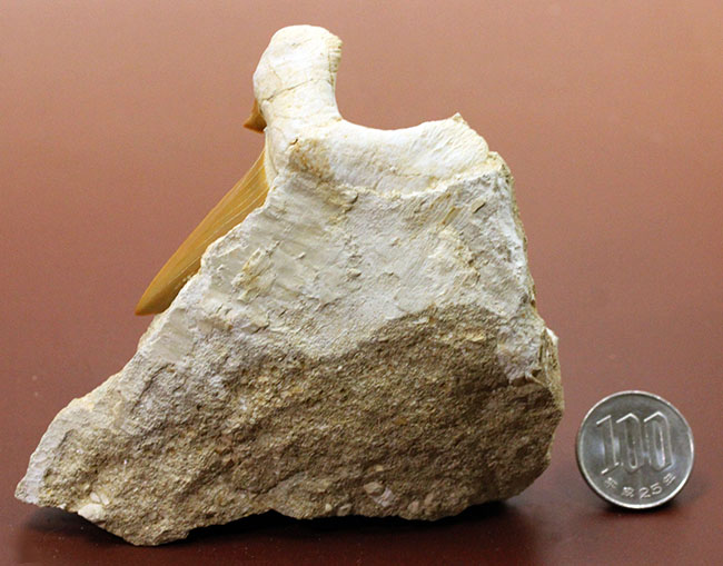 美しいキャラメル色のエナメル質にご注目！絶滅古代鮫オトダスの歯化石（その10）