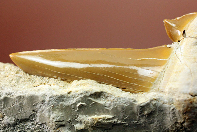 美しいキャラメル色のエナメル質にご注目！絶滅古代鮫オトダスの歯化石（その2）
