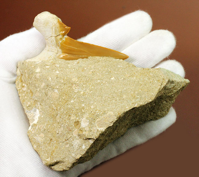美しいキャラメル色のエナメル質にご注目！絶滅古代鮫オトダスの歯化石（その3）