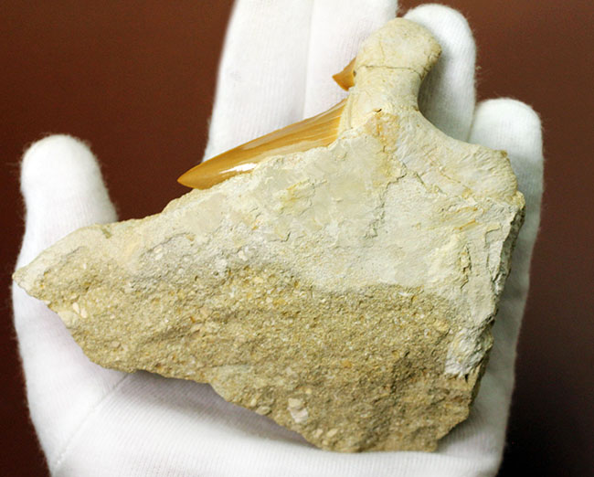 美しいキャラメル色のエナメル質にご注目！絶滅古代鮫オトダスの歯化石（その4）