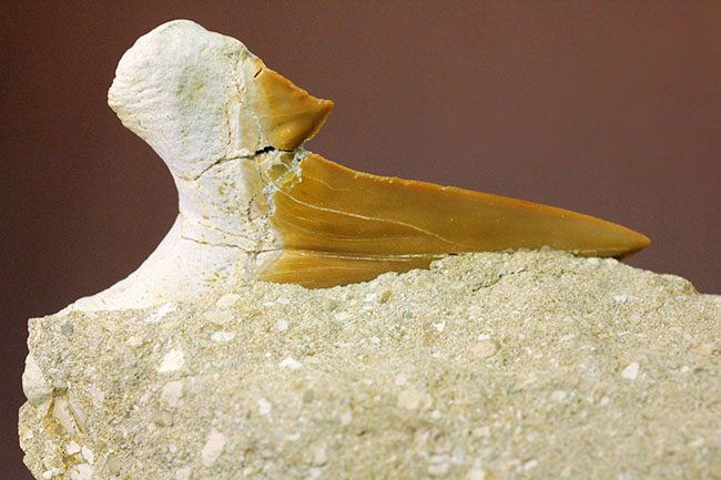 美しいキャラメル色のエナメル質にご注目！絶滅古代鮫オトダスの歯化石（その5）