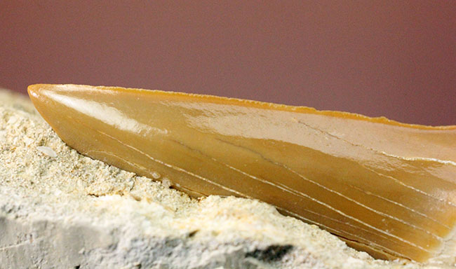 美しいキャラメル色のエナメル質にご注目！絶滅古代鮫オトダスの歯化石（その7）