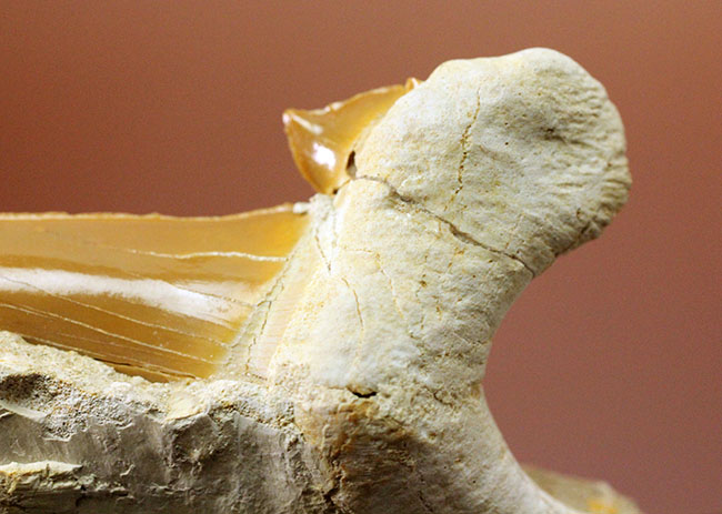 美しいキャラメル色のエナメル質にご注目！絶滅古代鮫オトダスの歯化石（その8）