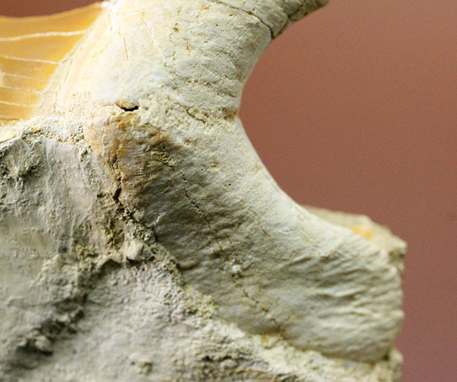 美しいキャラメル色のエナメル質にご注目！絶滅古代鮫オトダスの歯化石（その9）
