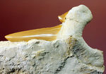 美しいキャラメル色のエナメル質にご注目！絶滅古代鮫オトダスの歯化石