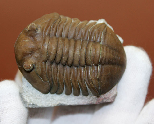 希少なハイポストマが保存されたロシア産三葉虫アサフス・ロブスタス(Asaphus robustus)の上質個体(その11)