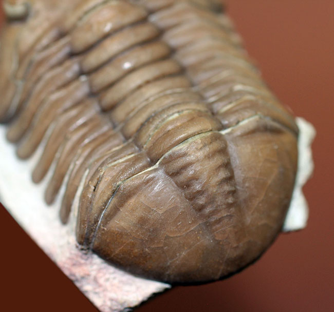 希少なハイポストマが保存されたロシア産三葉虫アサフス・ロブスタス(Asaphus robustus)の上質個体(その12)