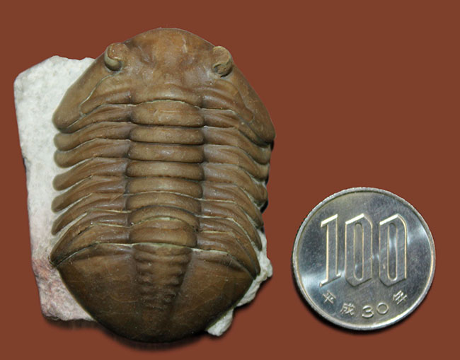 希少なハイポストマが保存されたロシア産三葉虫アサフス・ロブスタス(Asaphus robustus)の上質個体(その13)