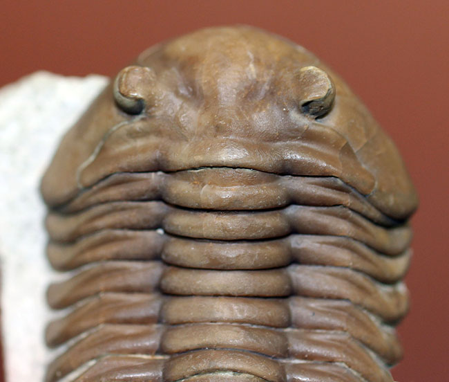 希少なハイポストマが保存されたロシア産三葉虫アサフス・ロブスタス(Asaphus robustus)の上質個体(その2)