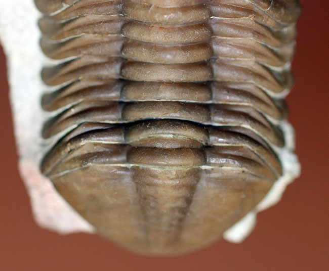 希少なハイポストマが保存されたロシア産三葉虫アサフス・ロブスタス（Asaphus robustus）の上質個体（その3）