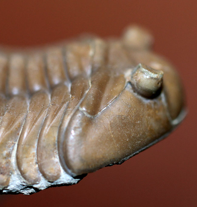 希少なハイポストマが保存されたロシア産三葉虫アサフス・ロブスタス(Asaphus robustus)の上質個体(その4)