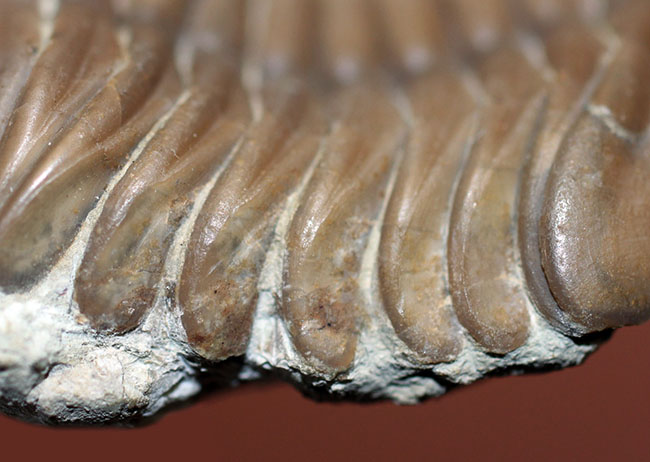 希少なハイポストマが保存されたロシア産三葉虫アサフス・ロブスタス（Asaphus robustus）の上質個体（その5）