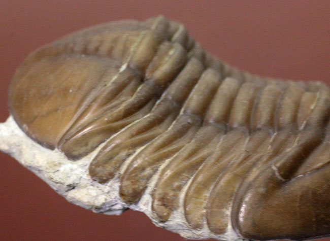 希少なハイポストマが保存されたロシア産三葉虫アサフス・ロブスタス（Asaphus robustus）の上質個体（その6）