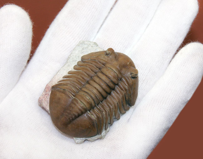 希少なハイポストマが保存されたロシア産三葉虫アサフス・ロブスタス(Asaphus robustus)の上質個体(その7)