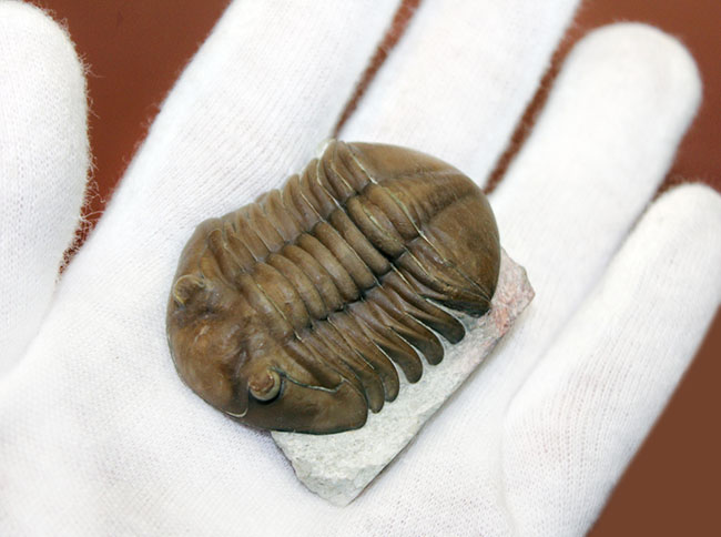 希少なハイポストマが保存されたロシア産三葉虫アサフス・ロブスタス(Asaphus robustus)の上質個体(その8)