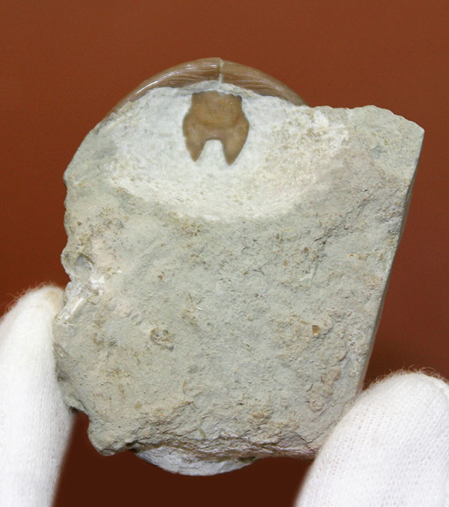 希少なハイポストマが保存されたロシア産三葉虫アサフス・ロブスタス(Asaphus robustus)の上質個体(その9)