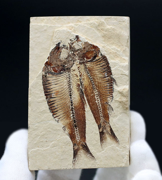 魚のひらきを思わせる、保存状態良好の上質のゴシウテクティス(Gosiutichthys)のマルチプレート化石(その1)
