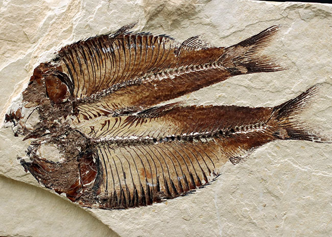 魚のひらきを思わせる、保存状態良好の上質のゴシウテクティス(Gosiutichthys)のマルチプレート化石(その2)