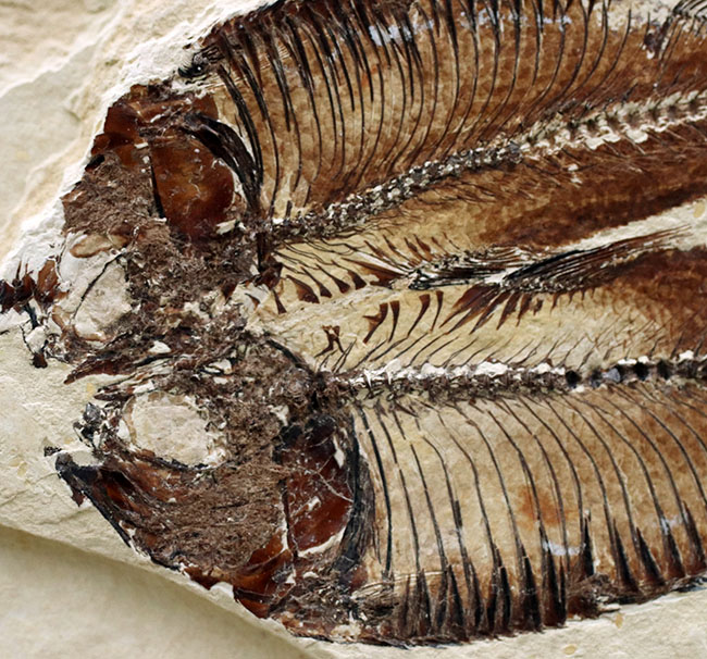 魚のひらきを思わせる、保存状態良好の上質のゴシウテクティス(Gosiutichthys)のマルチプレート化石(その3)