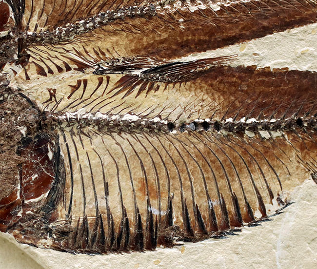 魚のひらきを思わせる、保存状態良好の上質のゴシウテクティス(Gosiutichthys)のマルチプレート化石(その4)