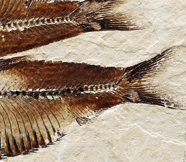 魚のひらきを思わせる、保存状態良好の上質のゴシウテクティス(Gosiutichthys)のマルチプレート化石(その5)
