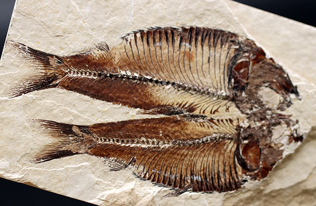 魚のひらきを思わせる、保存状態良好の上質のゴシウテクティス(Gosiutichthys)のマルチプレート化石(その7)