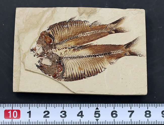 魚のひらきを思わせる、保存状態良好の上質のゴシウテクティス(Gosiutichthys)のマルチプレート化石（その8）