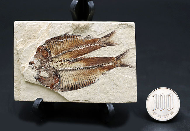 魚のひらきを思わせる、保存状態良好の上質のゴシウテクティス(Gosiutichthys)のマルチプレート化石（その9）