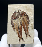 魚のひらきを思わせる、保存状態良好の上質のゴシウテクティス(Gosiutichthys)のマルチプレート化石