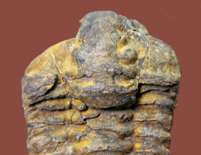 10センチ超え!三葉虫、ディアカリメネ・ウーズレグイ(Diacalymene ouzregui)(その2)