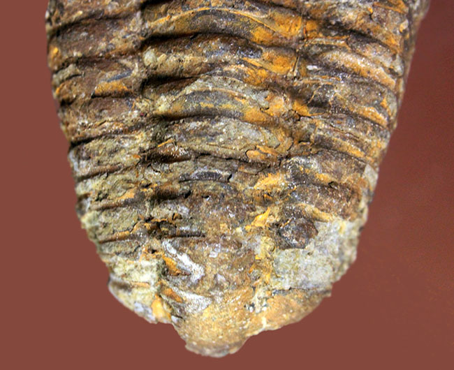 10センチ超え!三葉虫、ディアカリメネ・ウーズレグイ(Diacalymene ouzregui)(その3)