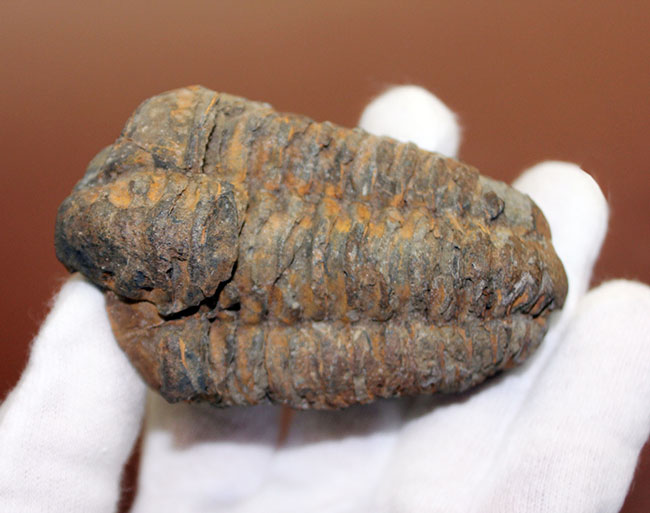 10センチ超え!三葉虫、ディアカリメネ・ウーズレグイ(Diacalymene ouzregui)(その4)