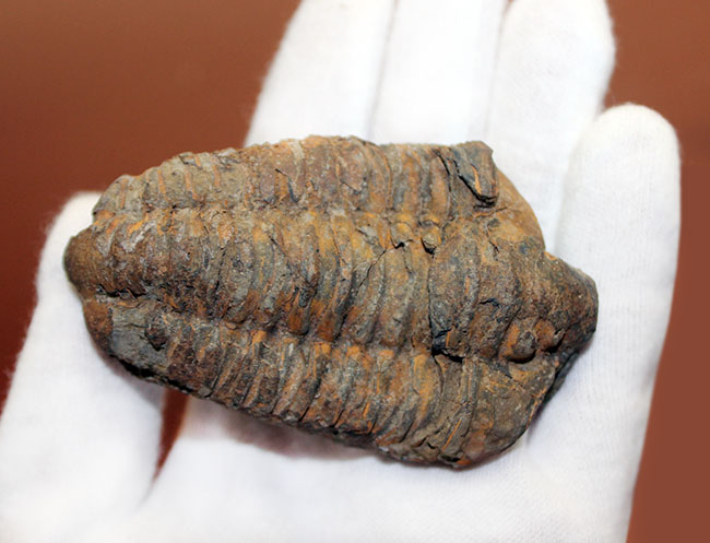 10センチ超え!三葉虫、ディアカリメネ・ウーズレグイ(Diacalymene ouzregui)(その5)