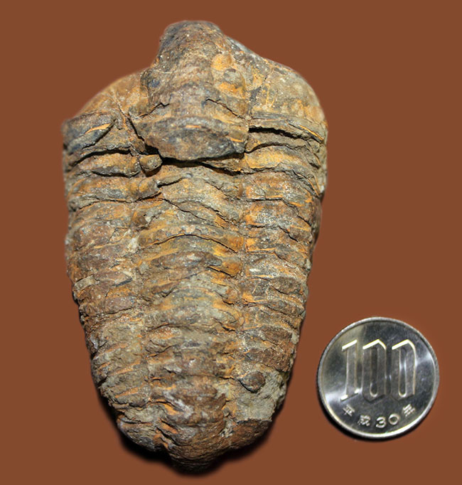 10センチ超え!三葉虫、ディアカリメネ・ウーズレグイ(Diacalymene ouzregui)(その7)