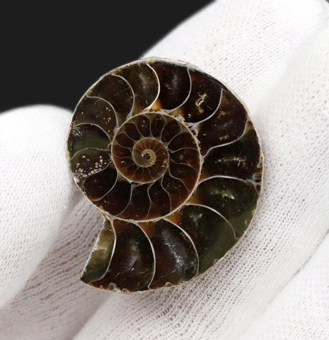 メノウ化が進んだマダガスカル産のアンモナイト、デスモセラス(Desmoceras)ハーフカット標本(その2)