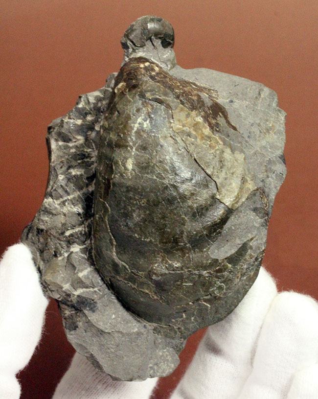二枚貝イノセラムス(Inoceramus sp.)の影に隠れた希少な異常巻きアンモナイト、エゾイテス(Yezoites sp.)。(その1)