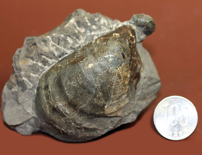 二枚貝イノセラムス(Inoceramus sp.)の影に隠れた希少な異常巻きアンモナイト、エゾイテス(Yezoites sp.)。(その10)