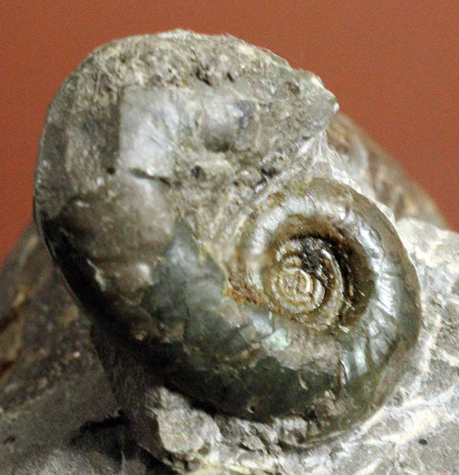 二枚貝イノセラムス(Inoceramus sp.)の影に隠れた希少な異常巻きアンモナイト、エゾイテス(Yezoites sp.)。(その3)