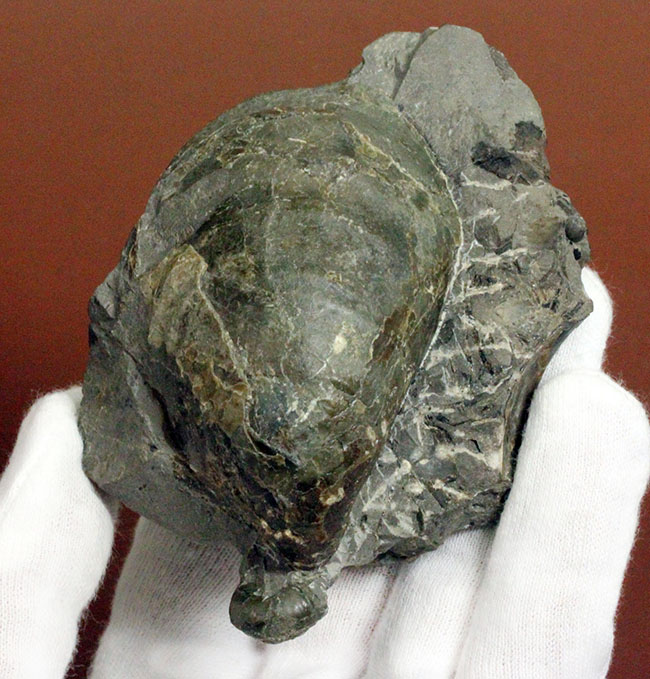 二枚貝イノセラムス(Inoceramus sp.)の影に隠れた希少な異常巻きアンモナイト、エゾイテス(Yezoites sp.)。(その5)