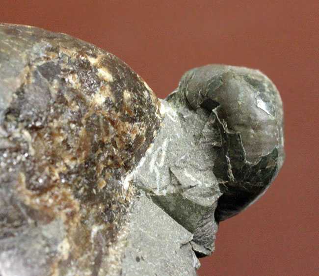 二枚貝イノセラムス(Inoceramus sp.)の影に隠れた希少な異常巻きアンモナイト、エゾイテス(Yezoites sp.)。(その6)