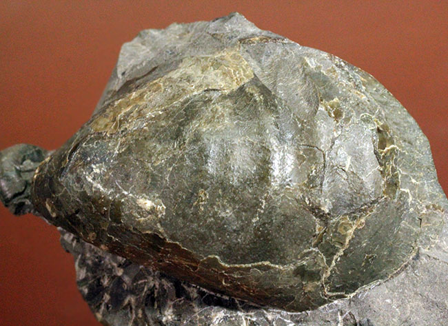 二枚貝イノセラムス(Inoceramus sp.)の影に隠れた希少な異常巻きアンモナイト、エゾイテス(Yezoites sp.)。(その7)