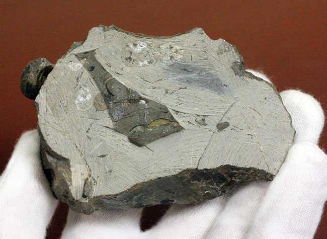 二枚貝イノセラムス(Inoceramus sp.)の影に隠れた希少な異常巻きアンモナイト、エゾイテス(Yezoites sp.)。(その8)