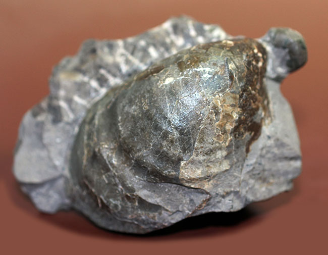 二枚貝イノセラムス(Inoceramus sp.)の影に隠れた希少な異常巻きアンモナイト、エゾイテス(Yezoites sp.)。(その9)