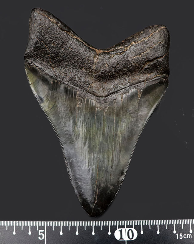 ザ・パーフェクト、オールナチュラル、極めて上質なメガロドン（Carcharodon megalodon）の歯化石（その11）