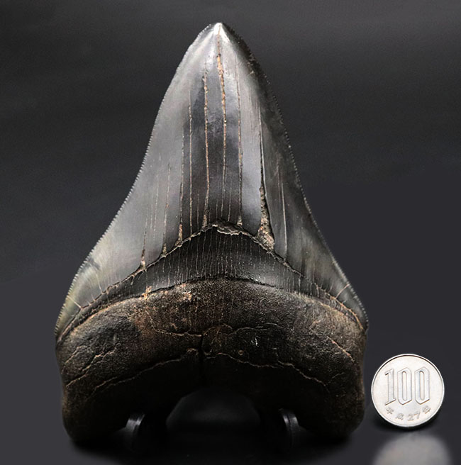 ザ・パーフェクト、オールナチュラル、極めて上質なメガロドン(Carcharodon megalodon)の歯化石(その12)