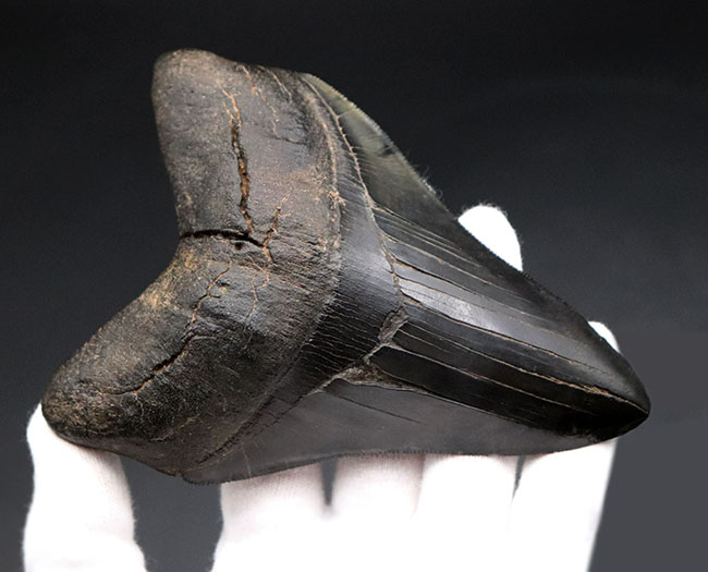 ザ・パーフェクト、オールナチュラル、極めて上質なメガロドン(Carcharodon megalodon)の歯化石(その3)