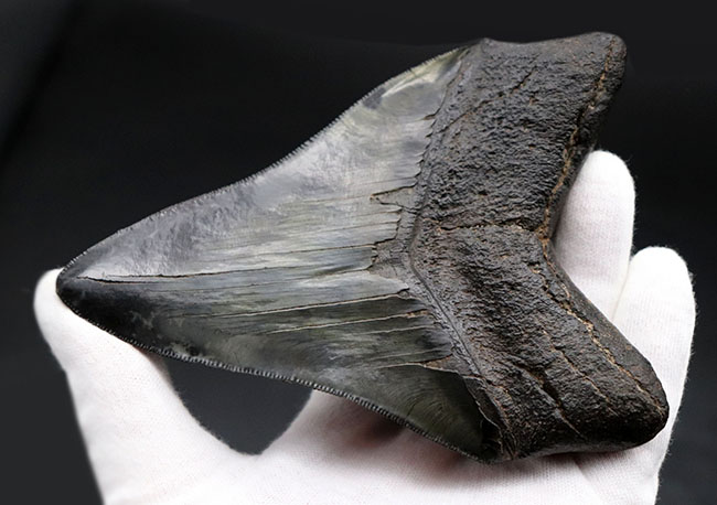 ザ・パーフェクト、オールナチュラル、極めて上質なメガロドン（Carcharodon megalodon）の歯化石（その4）
