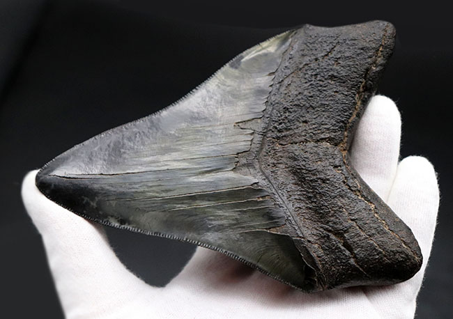 ザ・パーフェクト、オールナチュラル、極めて上質なメガロドン(Carcharodon megalodon)の歯化石(その4)